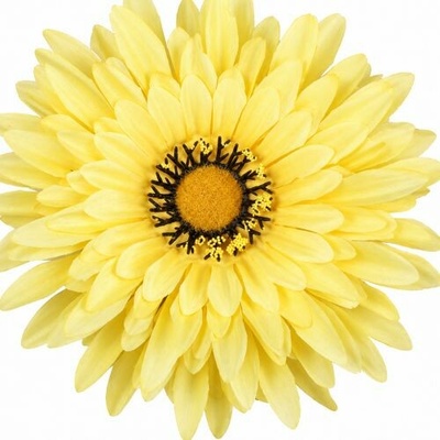 Umelá gerbera žltá 15 cm