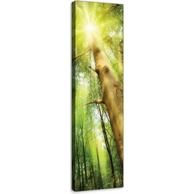 Consalnet Obraz na plátně: Slunce v lese (1) - 145x45 cm