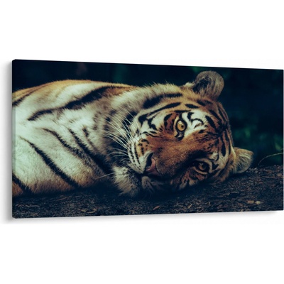Obraz - Tygr Sibiřský, jednodílný 120x70 cm – Hledejceny.cz