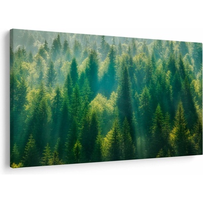 Obraz - Borovicový les, jednodielne 120x80 cm