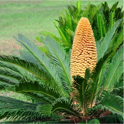 Cykas japonský - Cycas revoluta - semiačka - 2 ks
