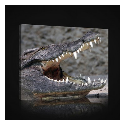 Obraz na plátne obdĺžník - OB0962 - Krokodíl 60cm x 40cm - O4