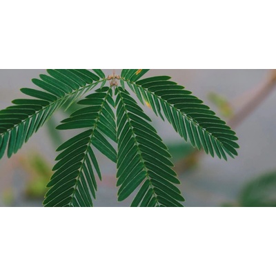 Mimosa Pudica baby